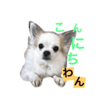くぅちゃん 〜心の声〜 Vo.1（個別スタンプ：3）