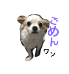 くぅちゃん 〜心の声〜 Vo.1（個別スタンプ：8）