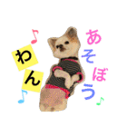くぅちゃん 〜心の声〜 Vo.1（個別スタンプ：11）