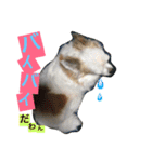 くぅちゃん 〜心の声〜 Vo.1（個別スタンプ：15）