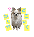 くぅちゃん 〜心の声〜 Vo.1（個別スタンプ：17）