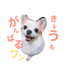 くぅちゃん 〜心の声〜 Vo.1（個別スタンプ：20）