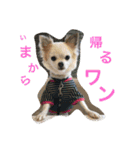 くぅちゃん 〜心の声〜 Vo.1（個別スタンプ：25）