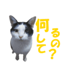 牛柄猫スタンプ02（個別スタンプ：1）
