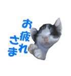 牛柄猫スタンプ02（個別スタンプ：4）