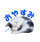 牛柄猫スタンプ02（個別スタンプ：6）