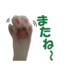 牛柄猫スタンプ02（個別スタンプ：7）