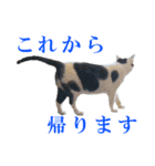 牛柄猫スタンプ02（個別スタンプ：8）