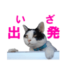 牛柄猫スタンプ02（個別スタンプ：9）