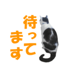 牛柄猫スタンプ02（個別スタンプ：10）