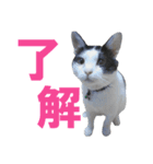 牛柄猫スタンプ02（個別スタンプ：11）
