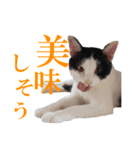 牛柄猫スタンプ02（個別スタンプ：16）
