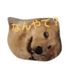 Hanaponpon（個別スタンプ：3）
