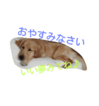 Hanaponpon（個別スタンプ：7）