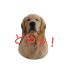 Hanaponpon（個別スタンプ：8）