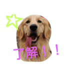 Hanaponpon（個別スタンプ：11）
