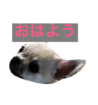 チップ(ちーちゃん)（個別スタンプ：1）