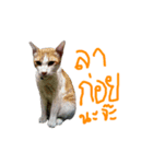 Kairock（個別スタンプ：16）