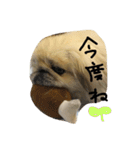 ペキニーズのジャックさん。（個別スタンプ：7）