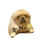 ペキニーズのジャックさん。（個別スタンプ：11）