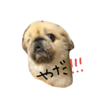 ペキニーズのジャックさん。（個別スタンプ：12）