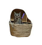 ぼくのなまえはなの（個別スタンプ：5）