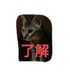 ぼくのなまえはなの（個別スタンプ：11）