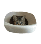 ぼくのなまえはなの（個別スタンプ：29）