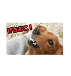 家のこまとここあ（個別スタンプ：1）