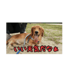 家のこまとここあ（個別スタンプ：2）