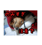 家のこまとここあ（個別スタンプ：4）