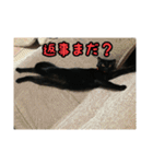 家のこまとここあ（個別スタンプ：5）