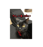 家のこまとここあ（個別スタンプ：10）