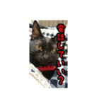 家のこまとここあ（個別スタンプ：14）