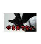 家のこまとここあ（個別スタンプ：15）