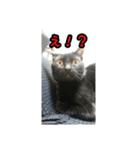 家のこまとここあ（個別スタンプ：16）