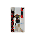 家のこまとここあ（個別スタンプ：17）