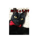 家のこまとここあ（個別スタンプ：22）