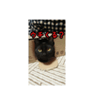 家のこまとここあ（個別スタンプ：24）
