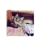チロル猫（個別スタンプ：4）