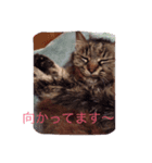 チロル猫（個別スタンプ：7）