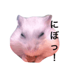 こぶ＊にぼstamp（個別スタンプ：3）