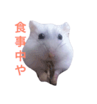 こぶ＊にぼstamp（個別スタンプ：5）