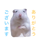 こぶ＊にぼstamp（個別スタンプ：11）