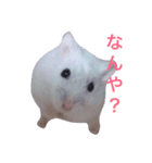 こぶ＊にぼstamp（個別スタンプ：15）