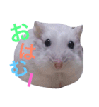 こぶ＊にぼstamp（個別スタンプ：16）
