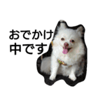 犬のモコちゃん（個別スタンプ：2）