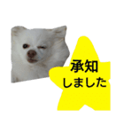 犬のモコちゃん（個別スタンプ：3）