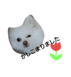 犬のモコちゃん（個別スタンプ：6）