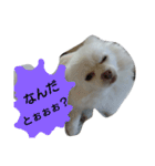 犬のモコちゃん（個別スタンプ：7）